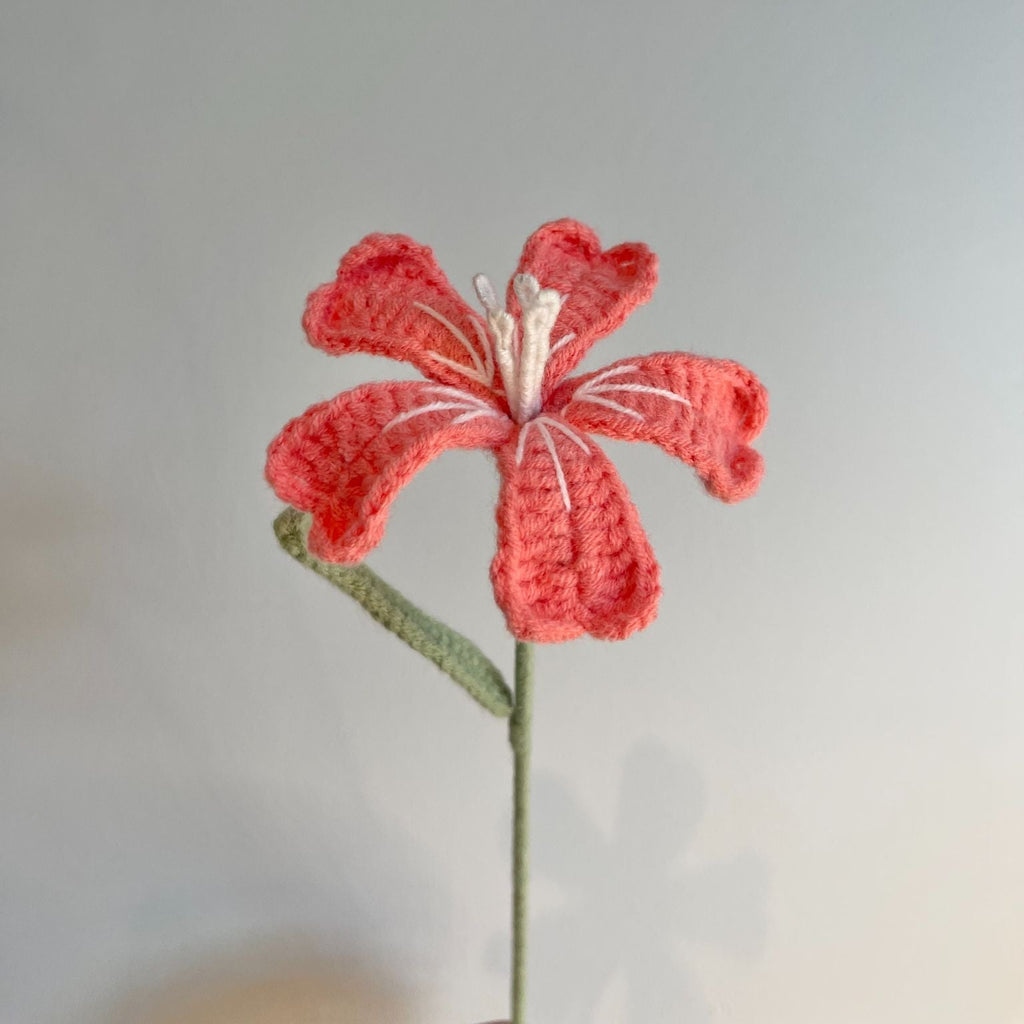 Phlox - 1